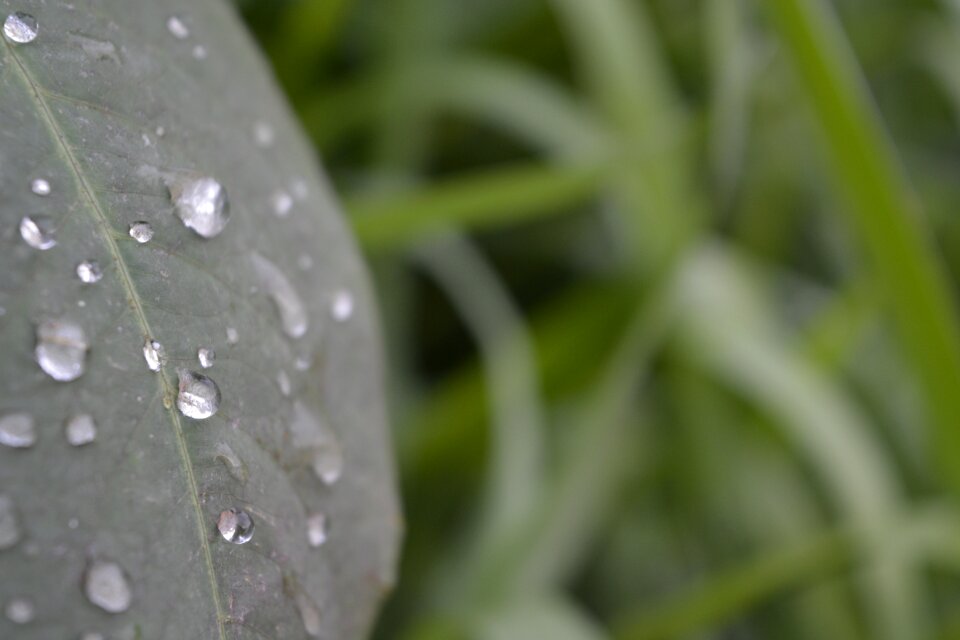 Drop rain closeup