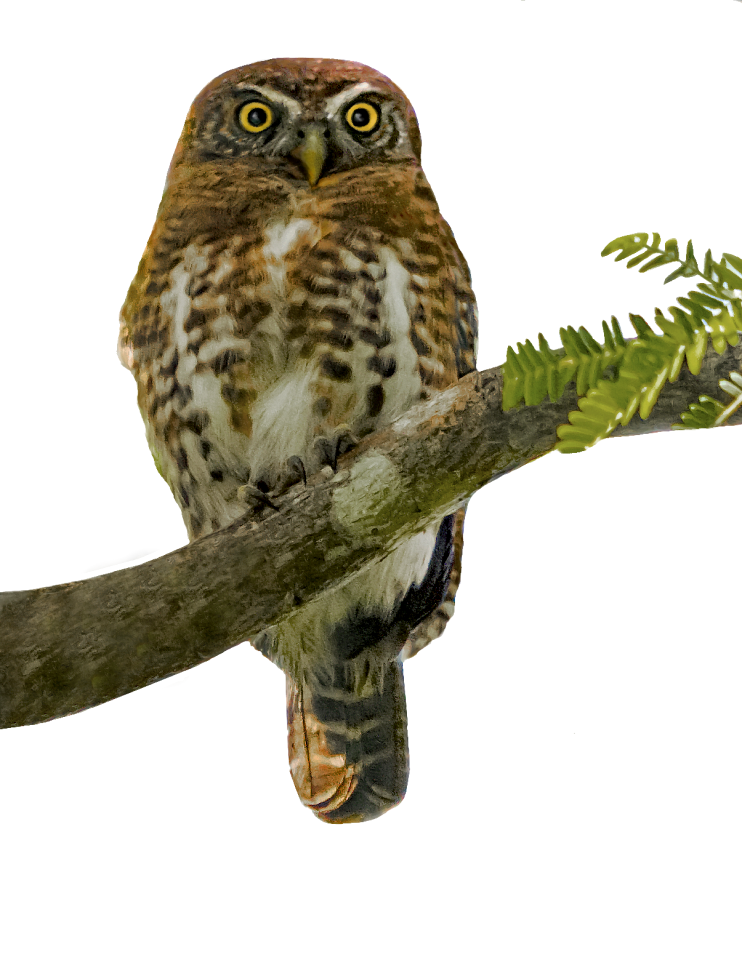 Sijú platanero endemic owl