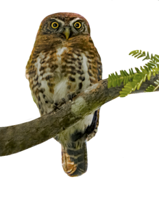 Sijú platanero endemic owl