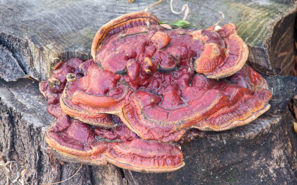 Mushroom nature