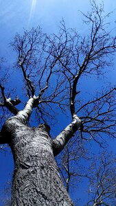 Nature season bark