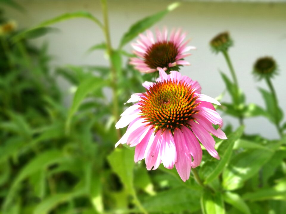 Flower garden coneflower