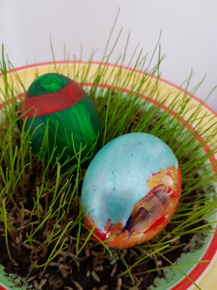Egg nature grass
