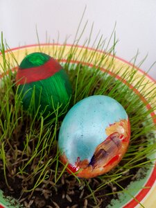 Egg nature grass