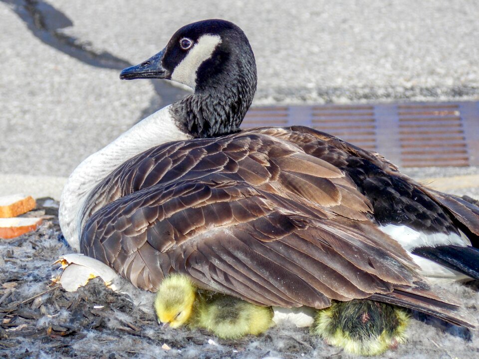 Duck wildlife parking