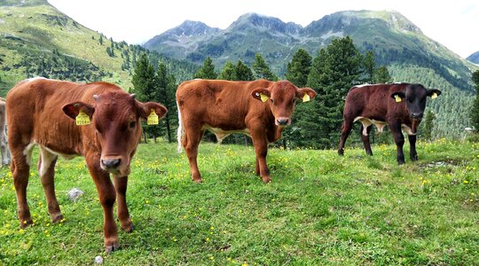 Farm animals cattle photo