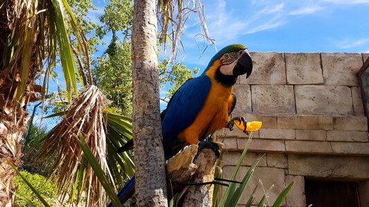 Wood bird parrot photo
