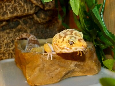 Reptile animal lizard