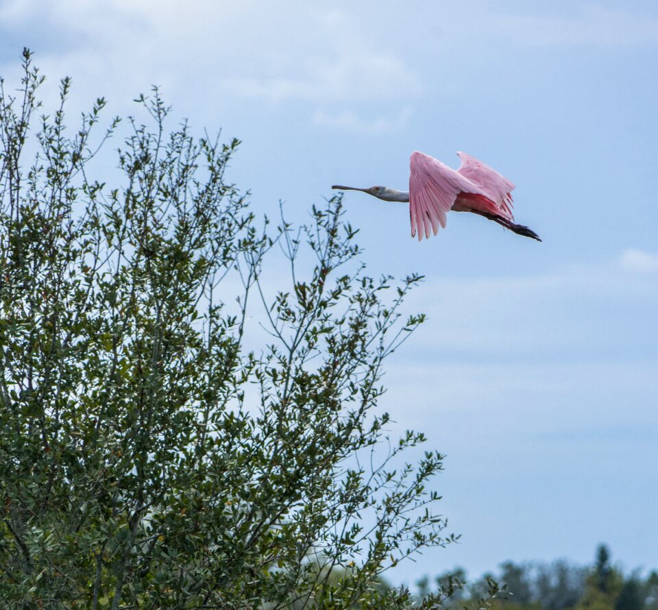 Bird sky outdoors