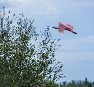 Bird sky outdoors