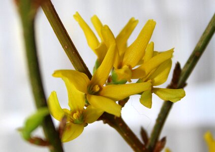 Spring march yellow flowers