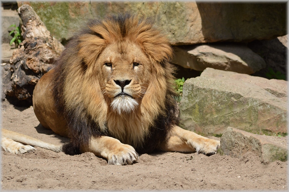 Hunter animal animals