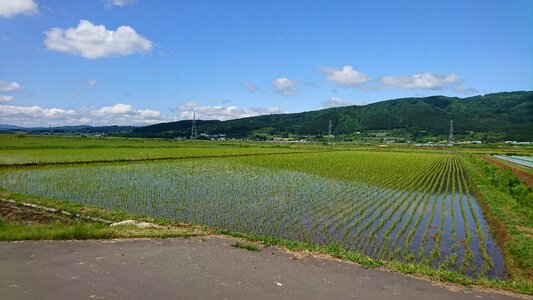 Countryside rice natural photo
