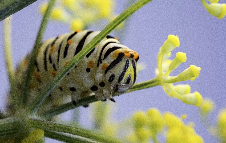 Plant wild life animalia