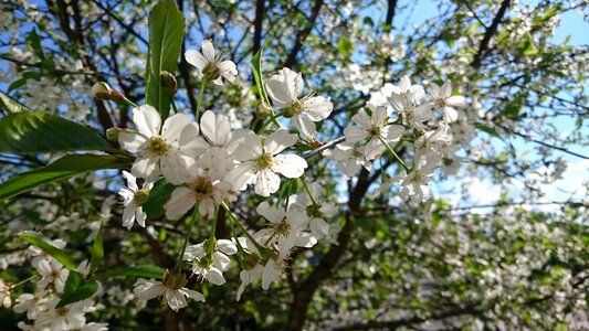 Nature cherry garden