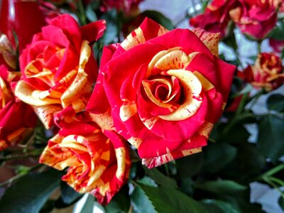 Floral leaf bouquet photo