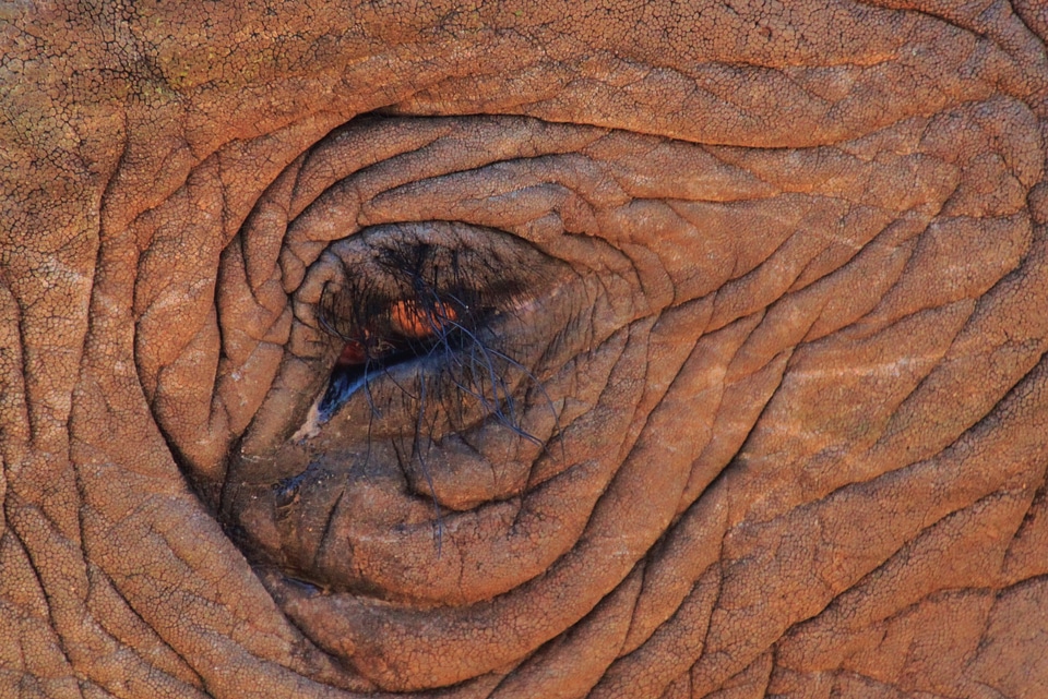 Close up eyelashes africa