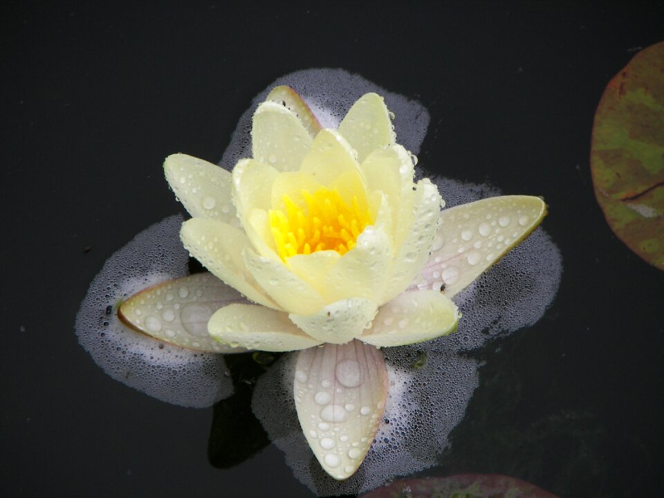 Petal water lily white