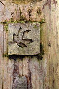 Old moss transience