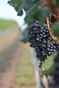 Wine nature grape photo