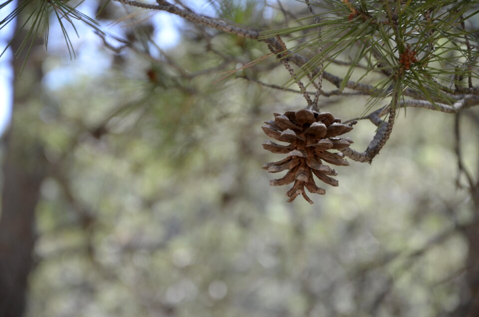 Open air plant branch