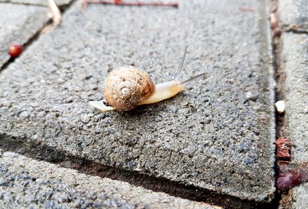 Desktop closeup snail