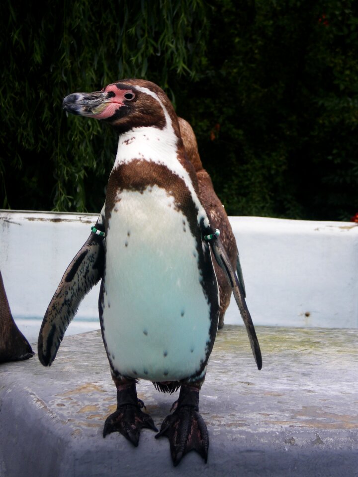 Nature cold penguin