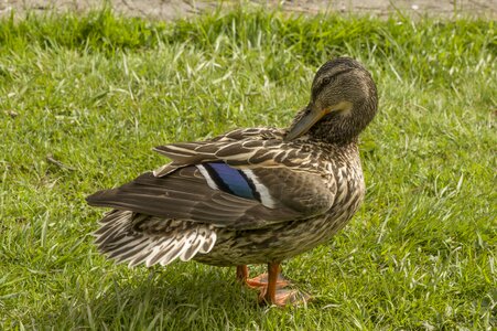 Wildlife animal mallard