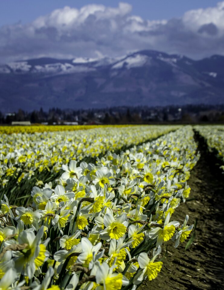 Field agriculture
