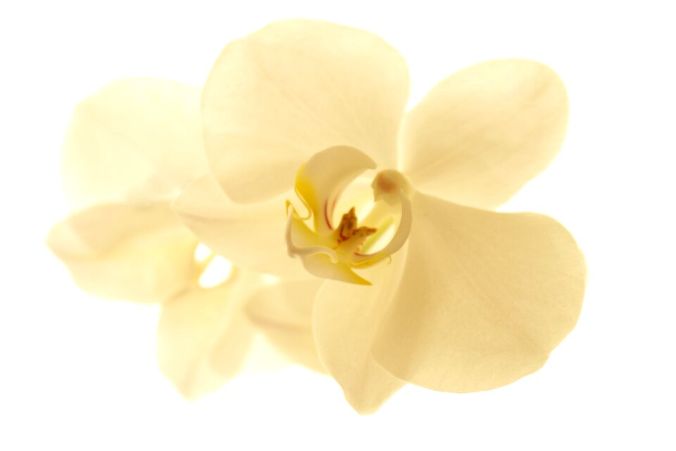 Tropical plant orchid