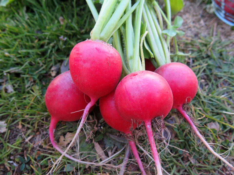 Garden leaf beetroot