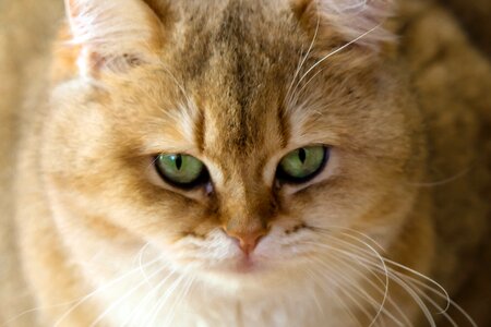 Portrait pets british