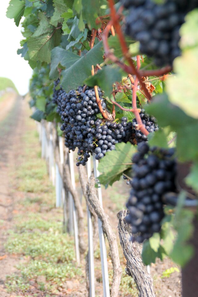 Wine food grape