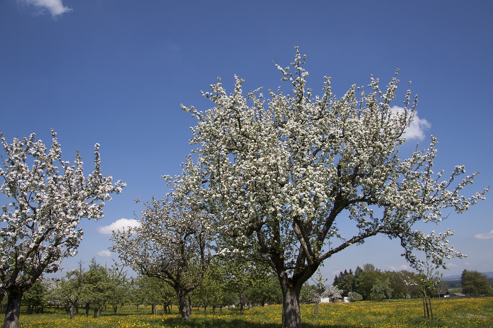 Trees fruit trees apple trees