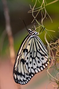 Baumnymhe insect wing