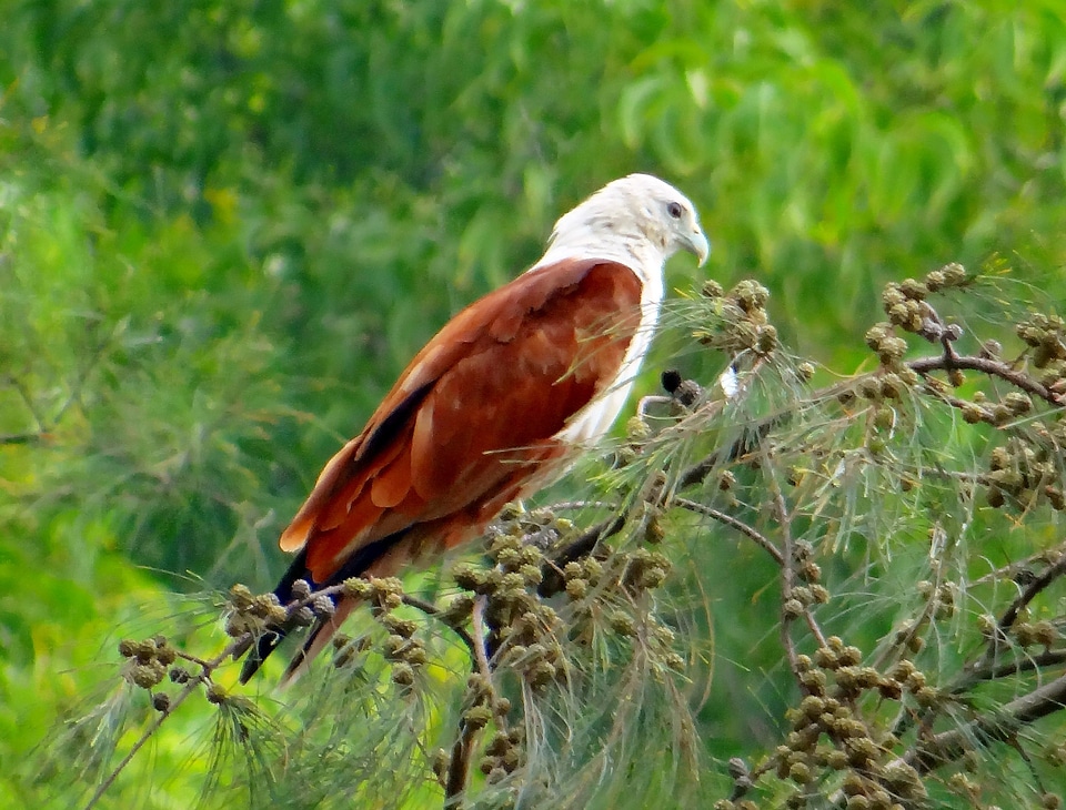 Haliastur indus kite fauna