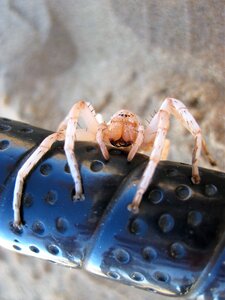 Spider spider in the namib desert close up