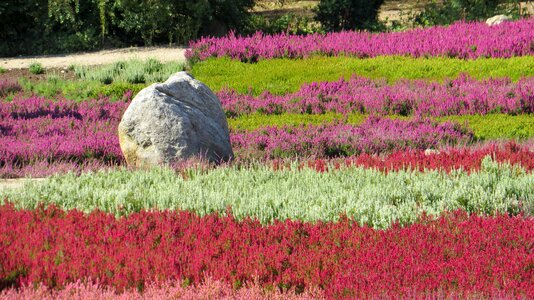 Flower field plant