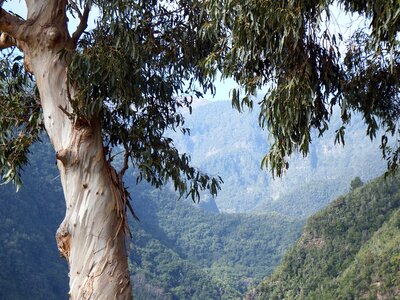 Cc0 los tilos ravine
