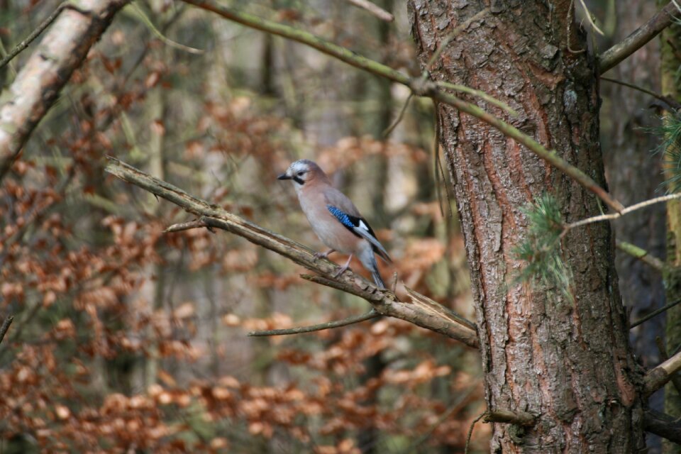 Outdoor wildlife birds