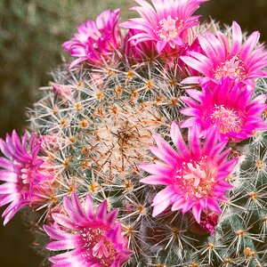 Cactus flower's bloom photo