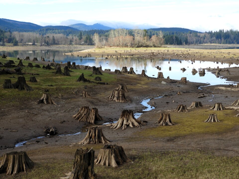 Landscape lake stump