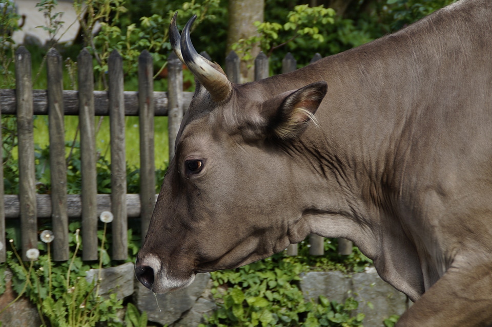 Animal portrait horns side