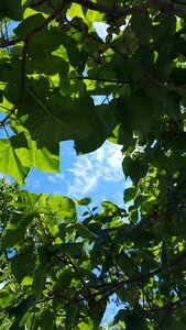 Plant nature growth