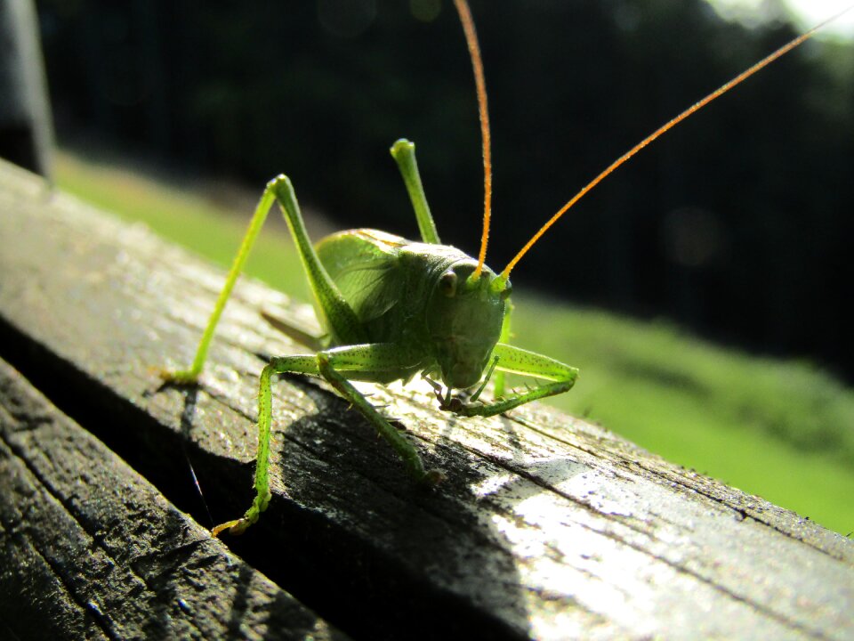 Animal wildlife outdoors
