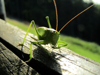 Animal wildlife outdoors