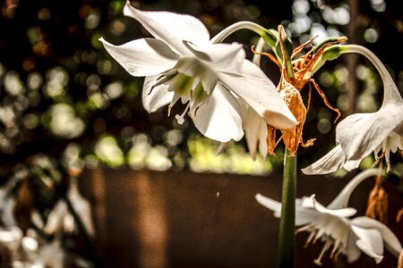 Leaf garden flowering