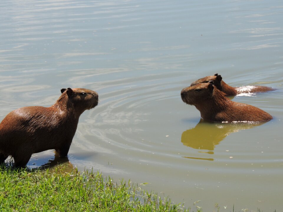 Wildlife outdoors lake
