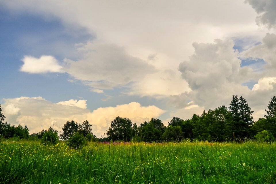 Tree sky grass photo