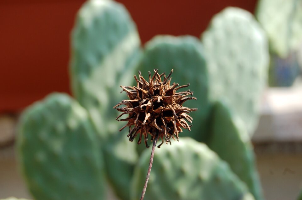 Plants seeds nature